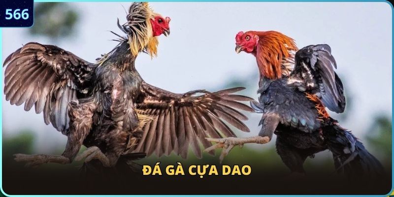 Bí quyết chơi đá gà cựa dao dễ thắng